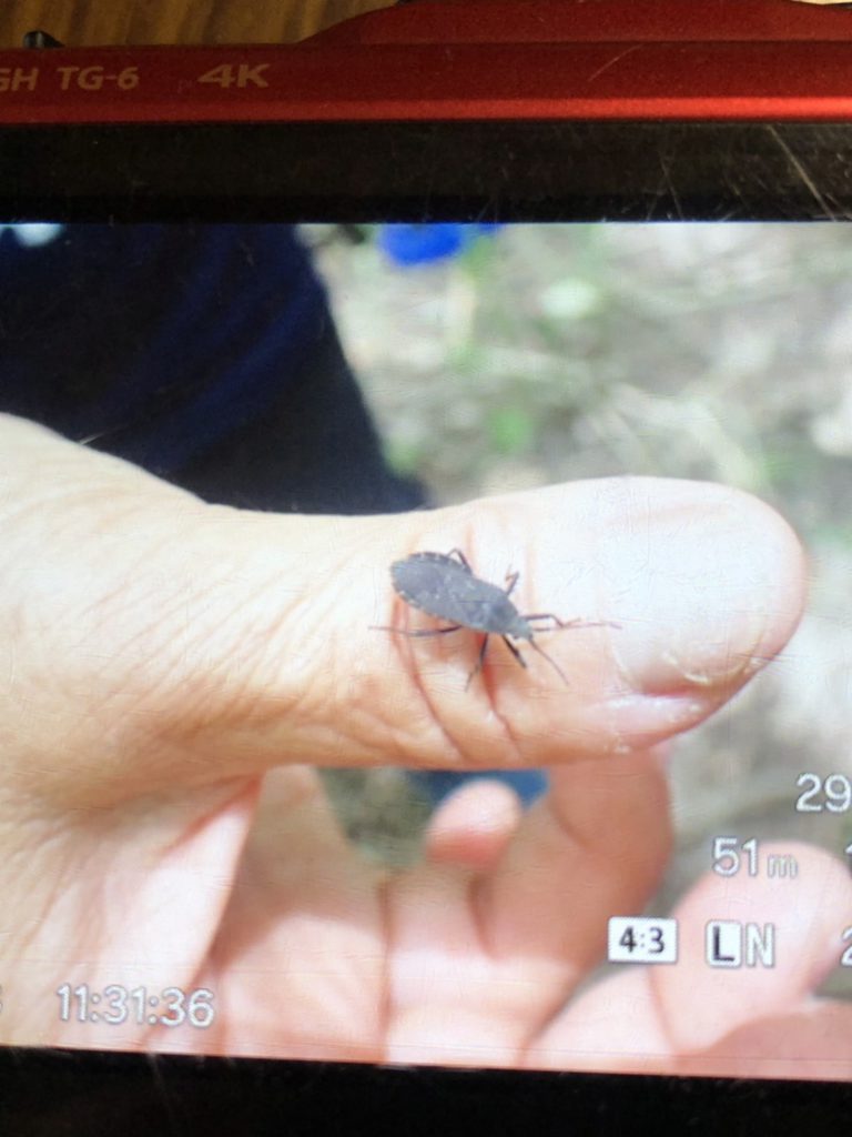クサギカメムシ(6月/神奈川県)