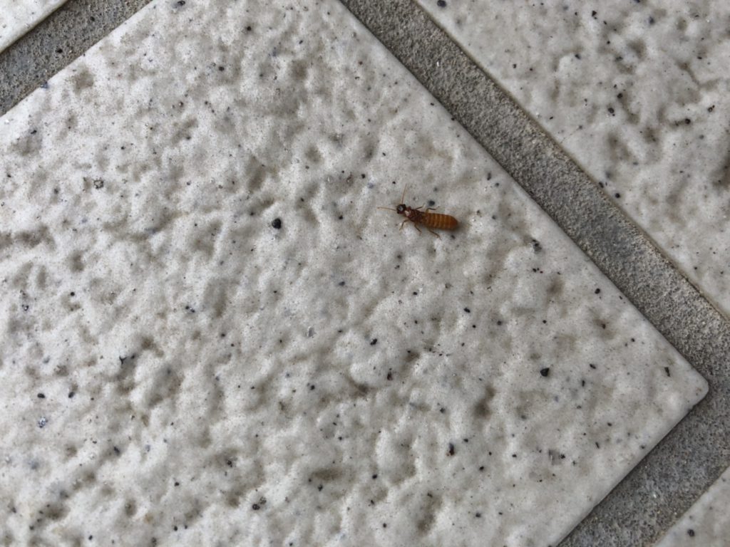 イエシロアリ(6月/大分県)