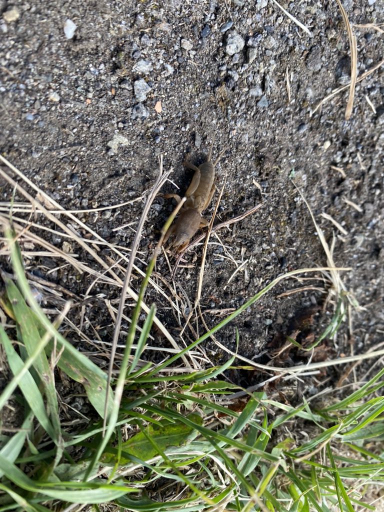 オケラ(6月/北海道)