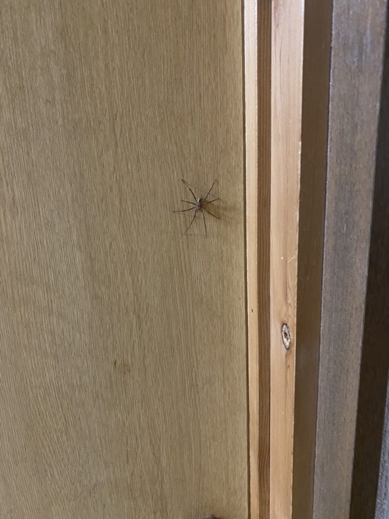 コモリグモ(6月/愛知県)