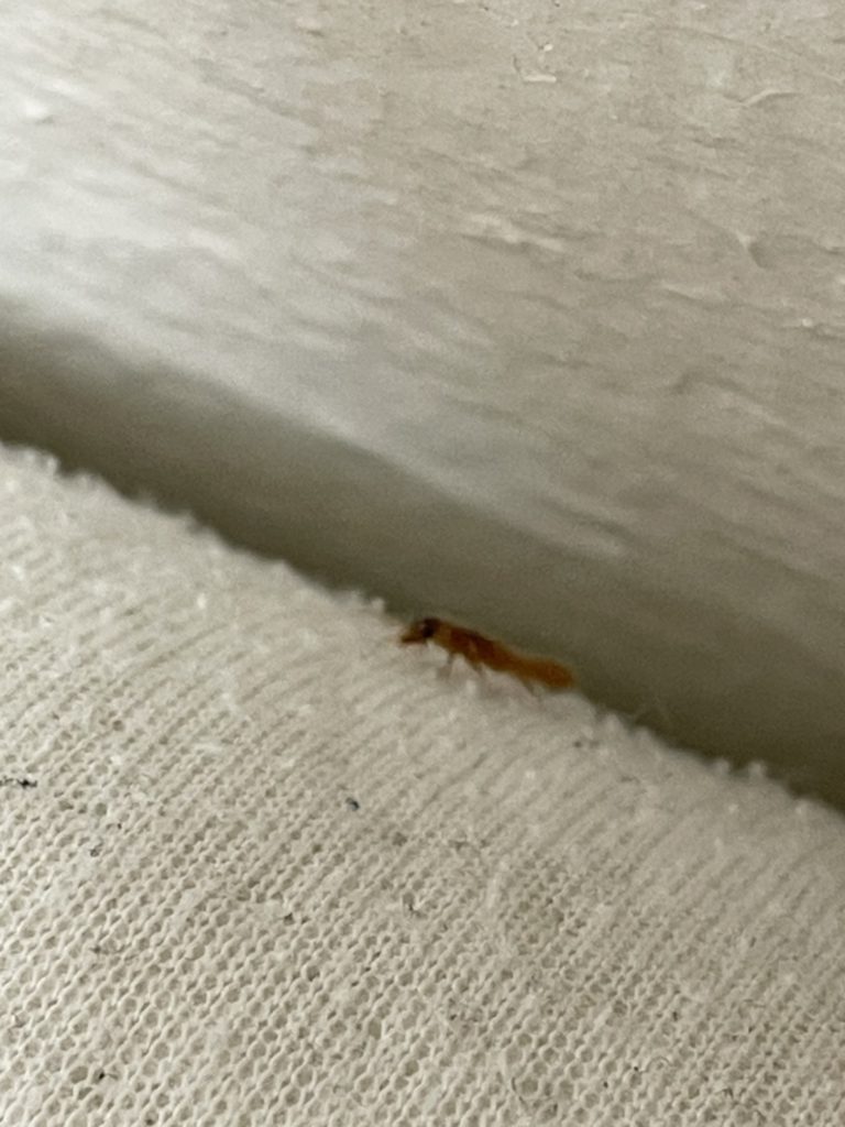 イエシロアリ(6月/鹿児島県)