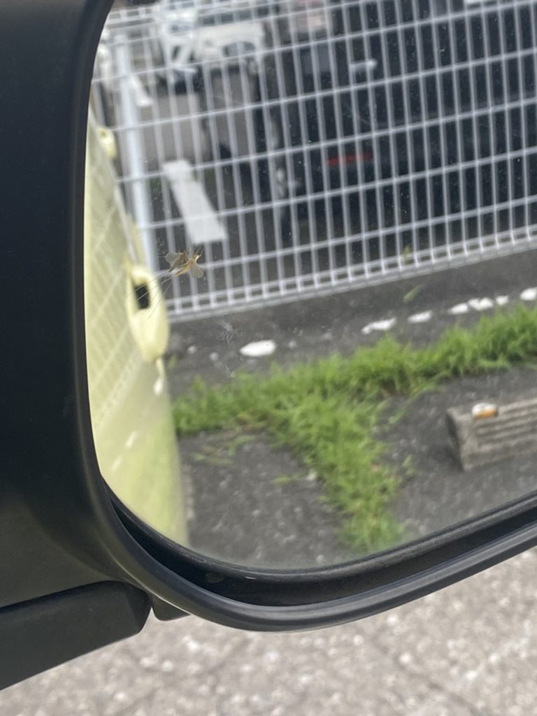 カゲロウ(6月/栃木県)