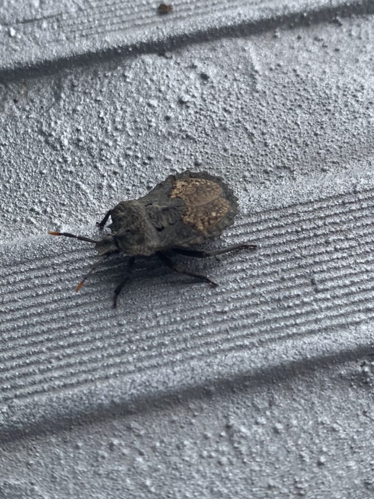 ノコギリカメムシ(6月/鹿児島県)
