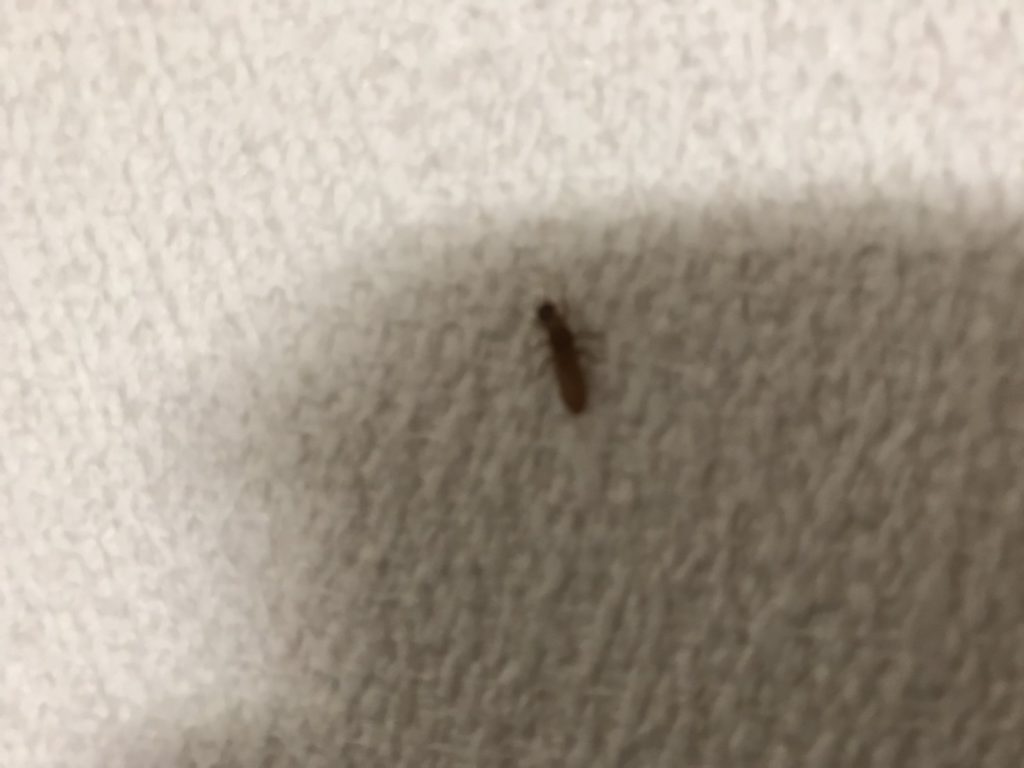 イエシロアリ(6月/長崎県)