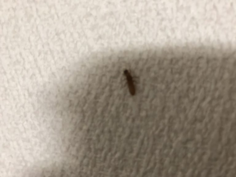 イエシロアリ(6月/長崎県)