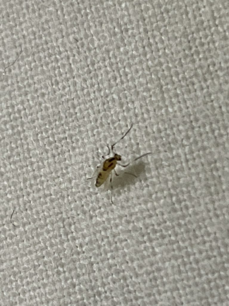 ナカオビツヤユスリカ(6月/福岡県)