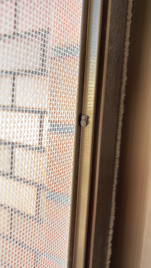 カラスハエトリ（6月／北海道）