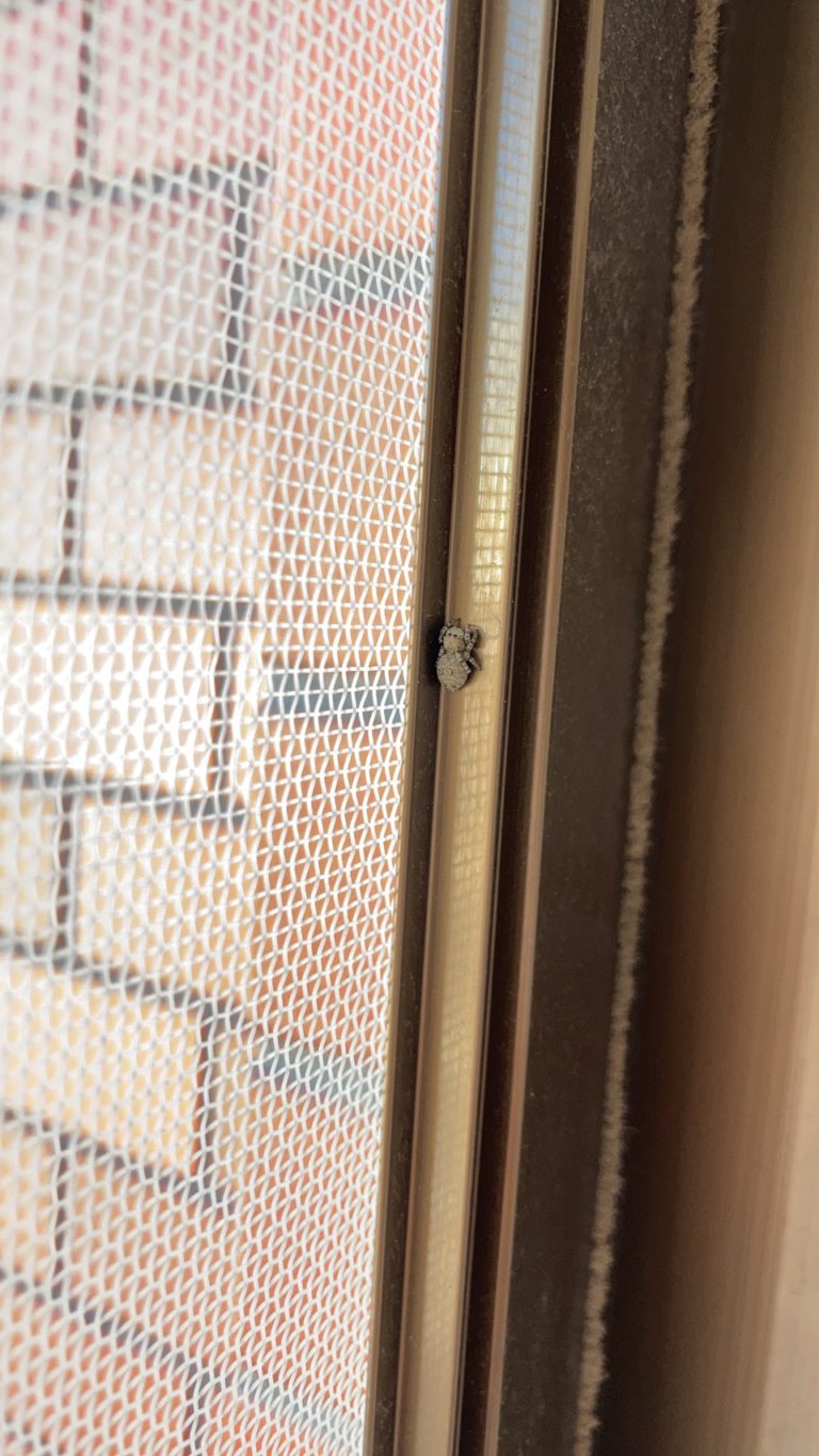 カラスハエトリ（6月／北海道）