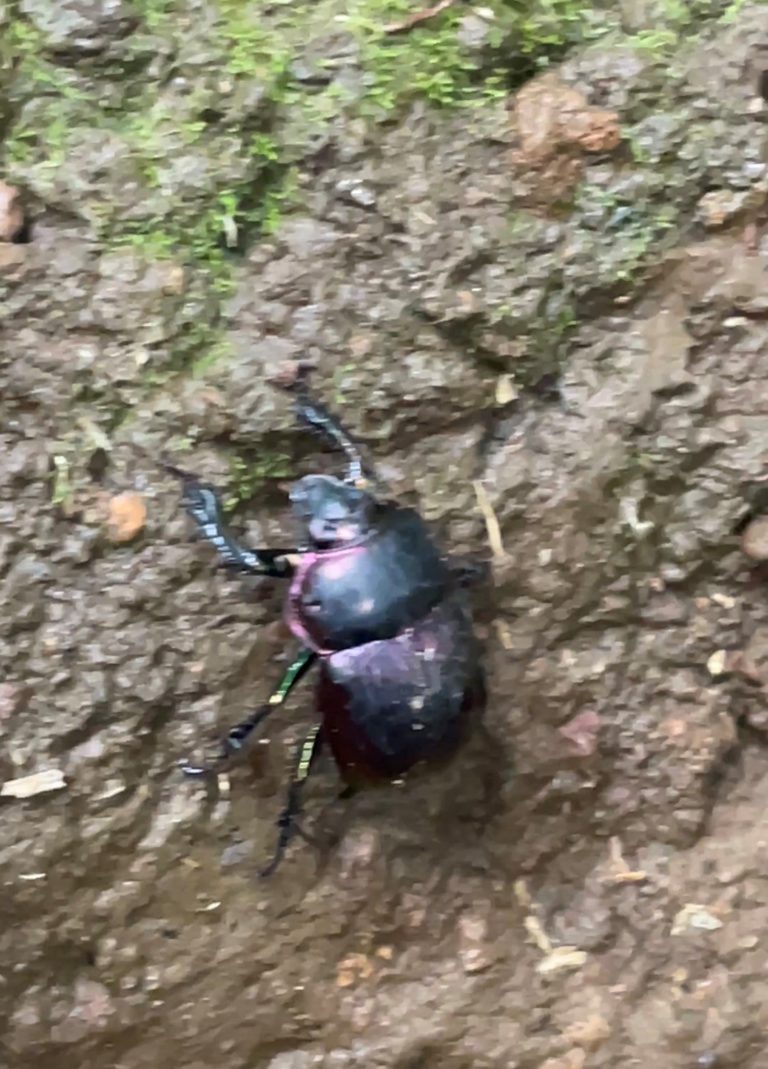 センチコガネ（6月／神奈川県）