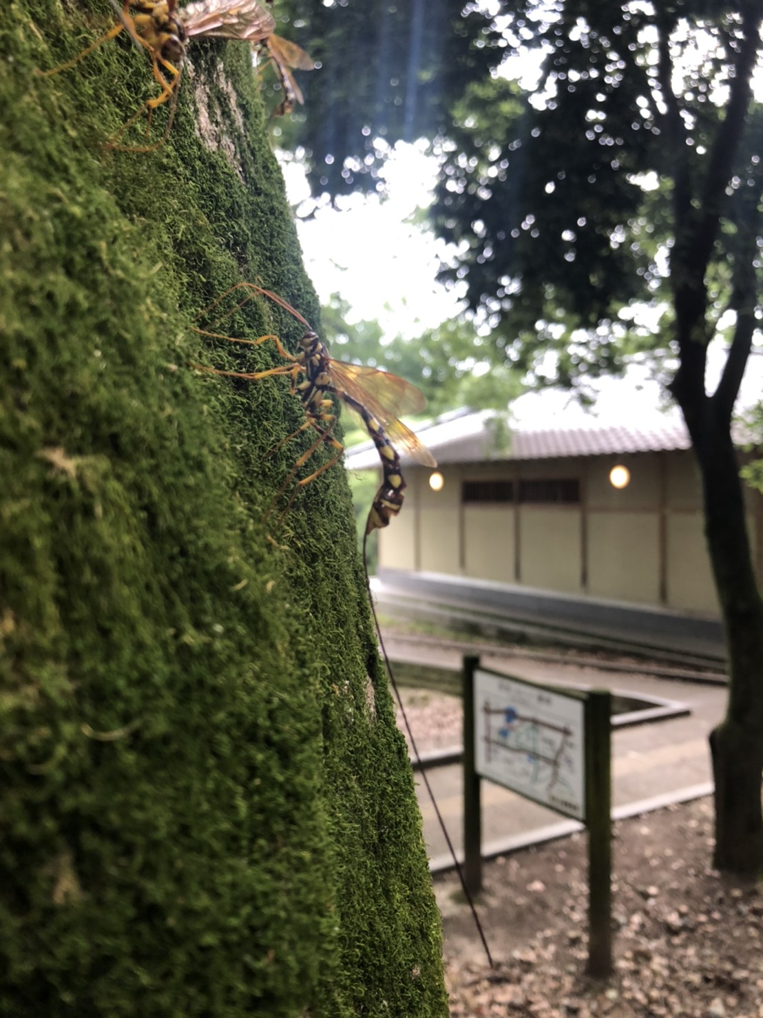 オオホシオナガバチ（6月／奈良県）