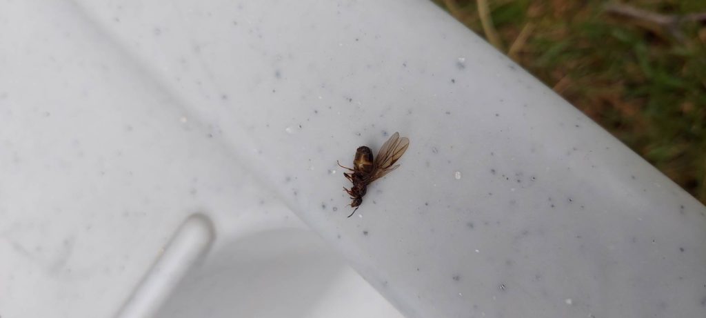 クロオオアリ(6月/福岡県)
