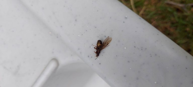 クロオオアリ（6月／福岡県）