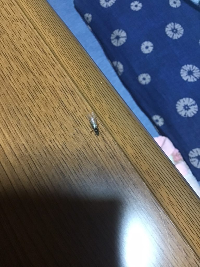 クロオオアリ（6月／山形県）