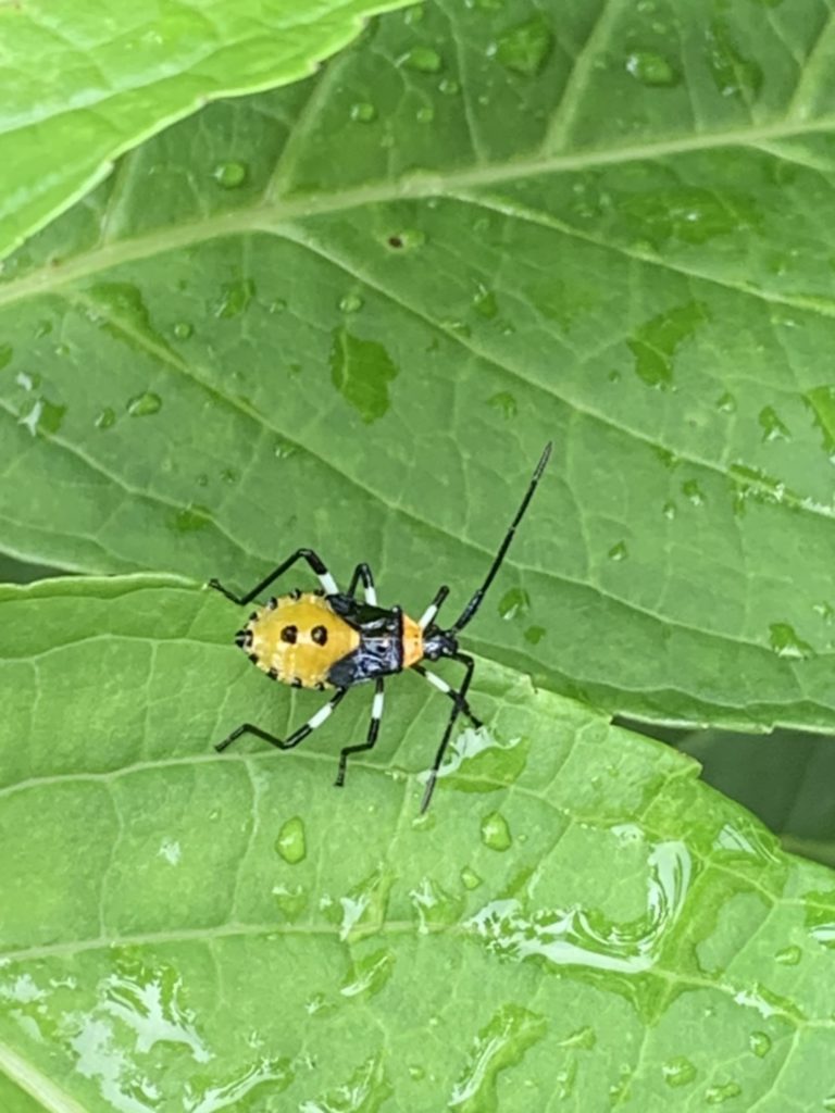 キバラヘリカメムシ(7月/鹿児島県)