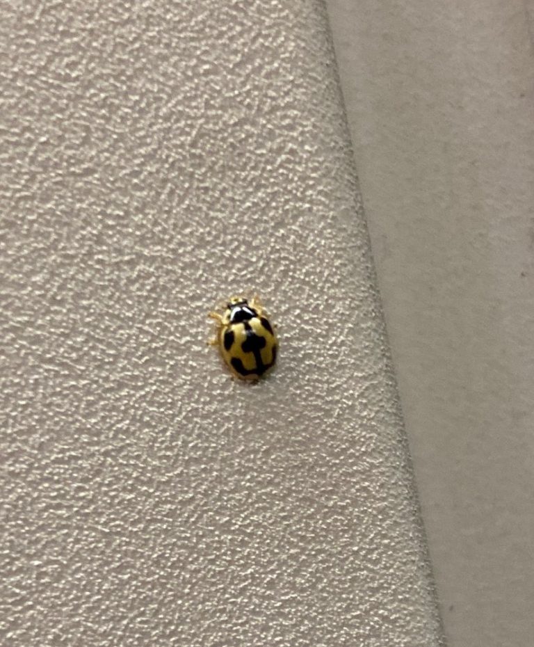ヒメカメノコテントウ(7月/長崎県)