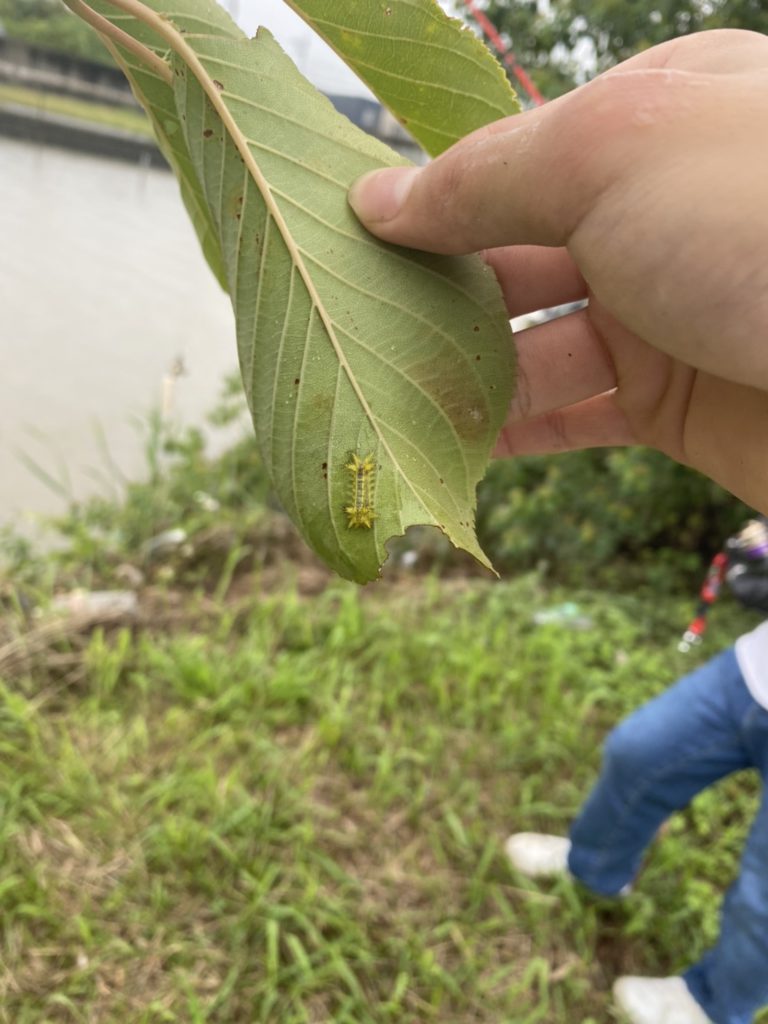 イラガ（7月／岡山県）
