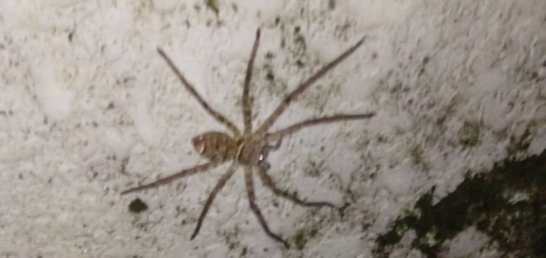アシダカグモ(7月/千葉県)