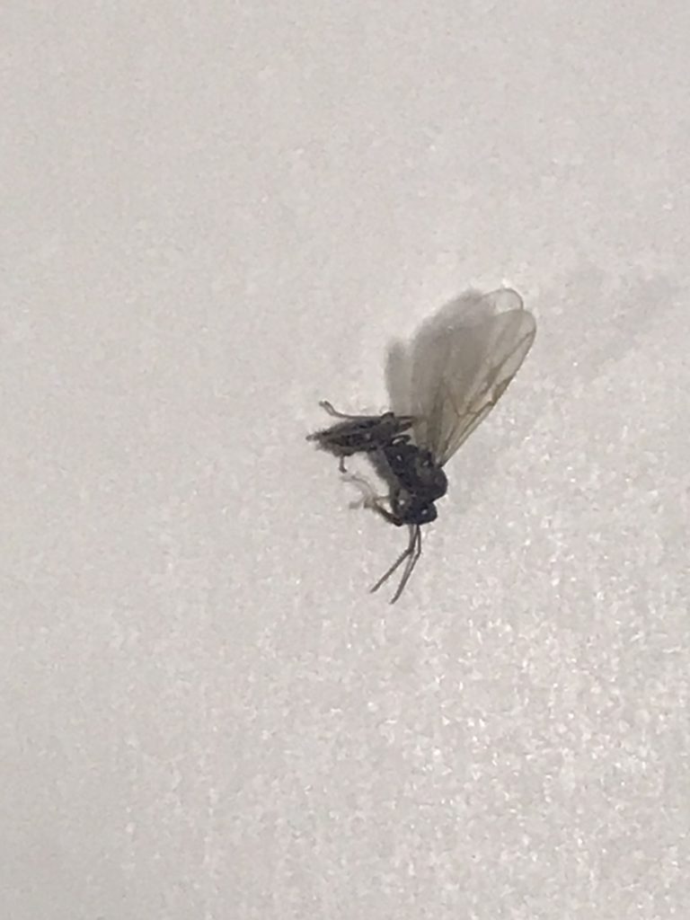 アリ（7月／秋田県）
