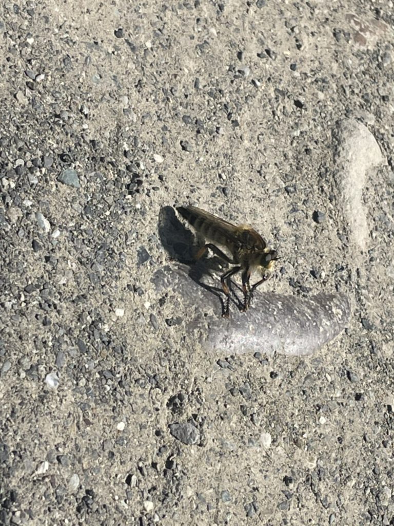 シオヤアブ（7月／北海道）