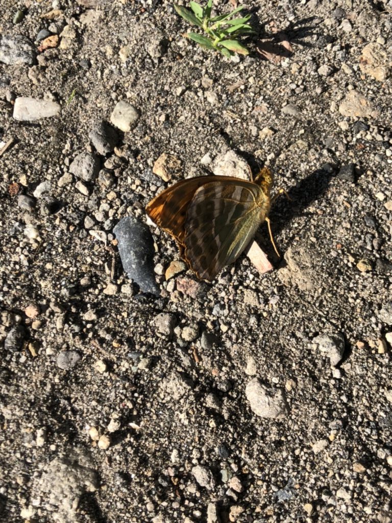 ギフチョウ（7月／北海道）