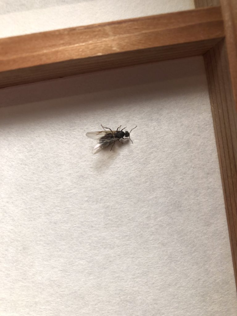アリ（7月／東京都）