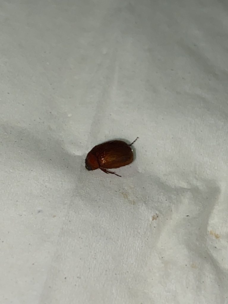 オオセンチコガネ(7月/北海道)