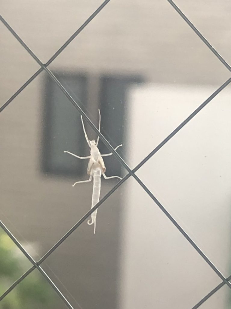カゲロウ(7月/高知県)