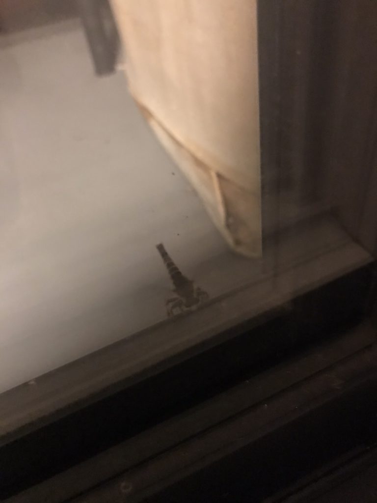 ムシヒキアブ(7月/北海道)