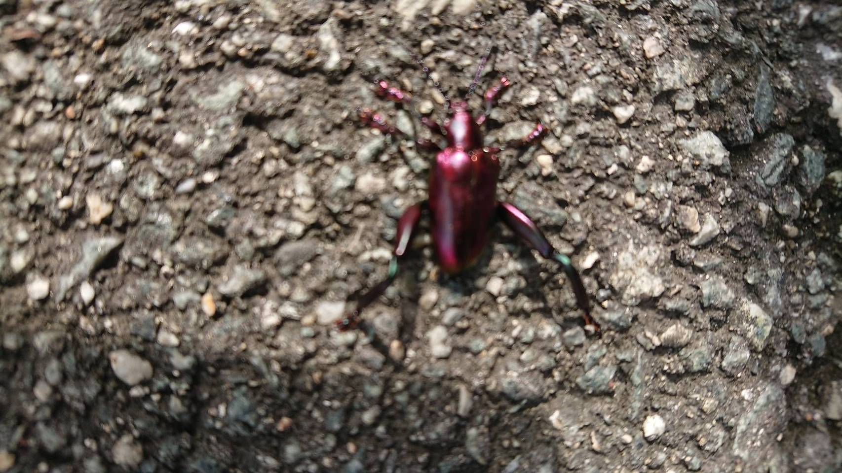 フェモラータオオモモブトハムシ（7月／三重県）