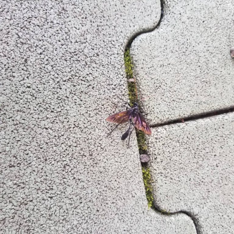 ムラサキウスアメバチ（7月／千葉県）
