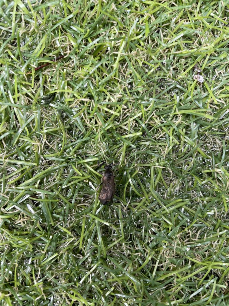 ツチバチ（7月／東京都）