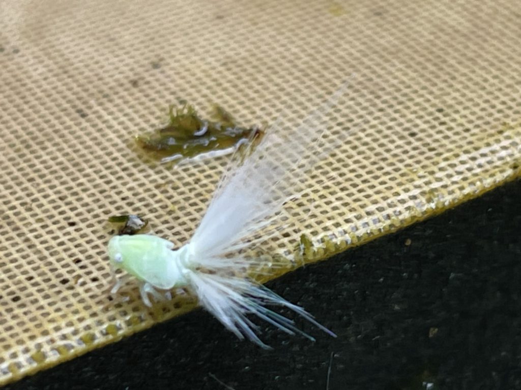 スケバハゴロモ(7月/石川県)