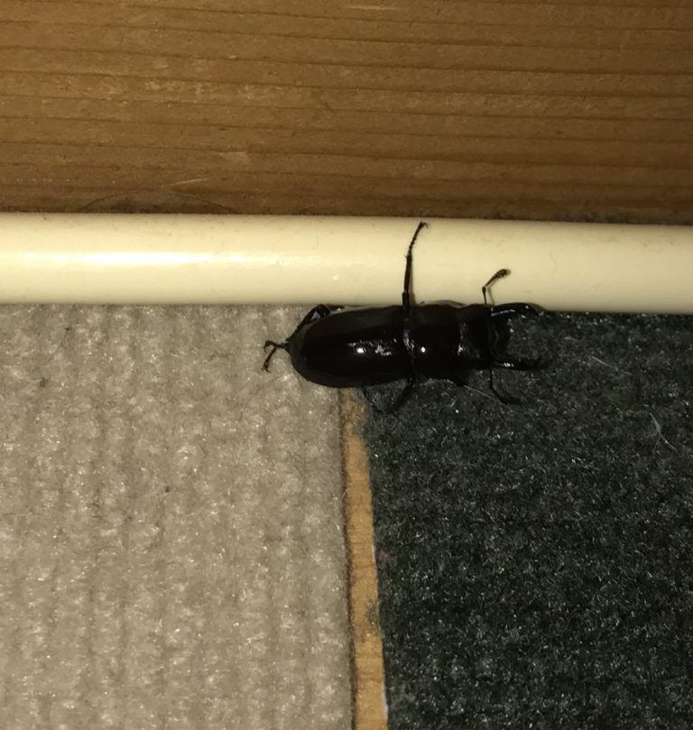コクワガタ(7月/北海道)