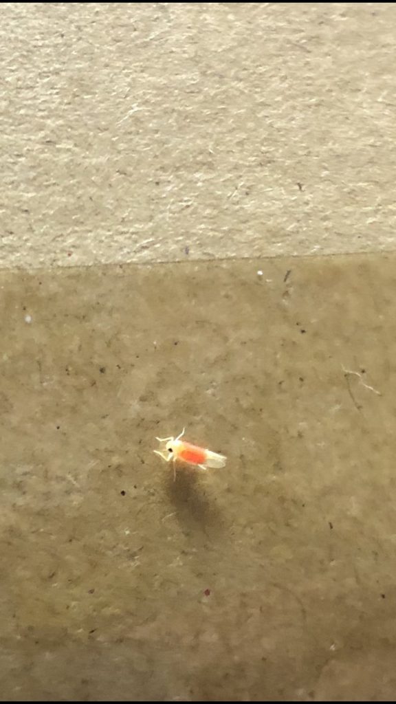キウイヒメヨコバイ(7月/東京都)