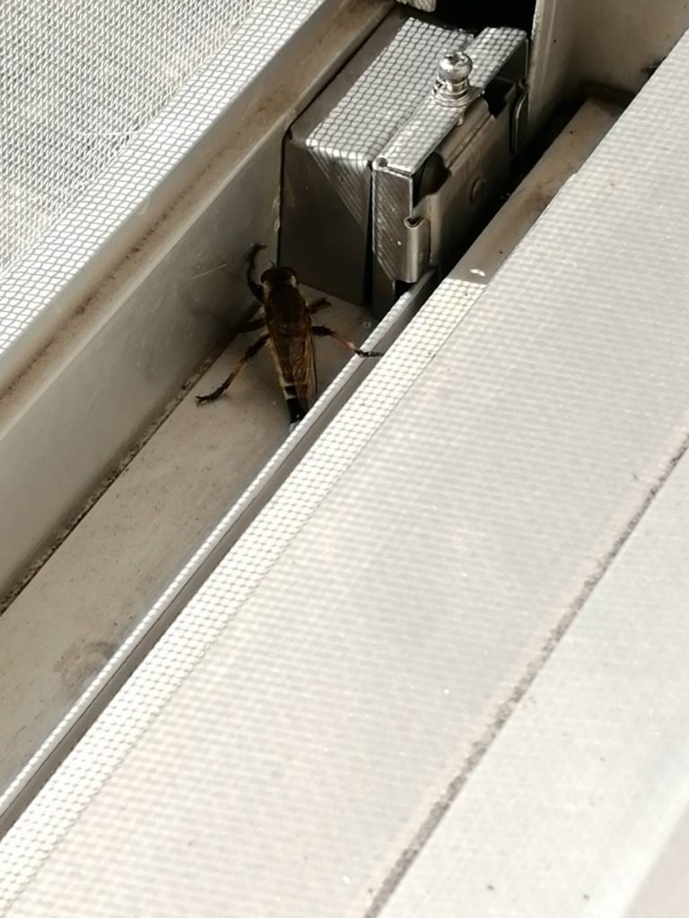 シオヤアブ（7月／北海道）