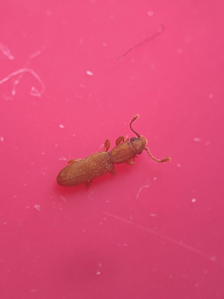 フタトゲホソヒラタムシ(7月/静岡県)