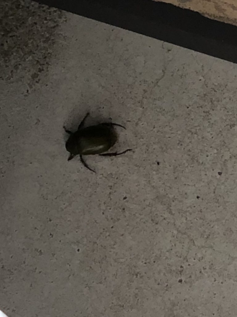 クロコガネ(7月/石川県)