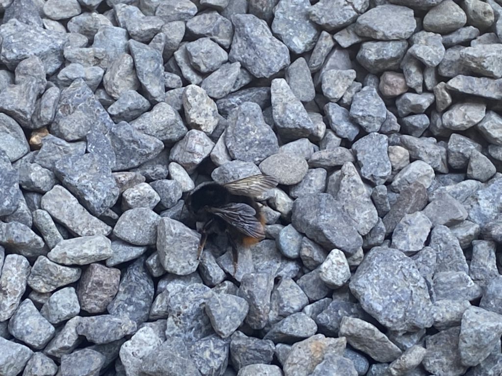 クマバチ(7月/不明)