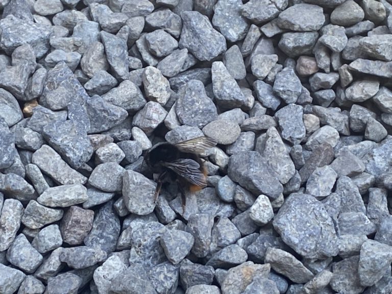 クマバチ（7月／不明）