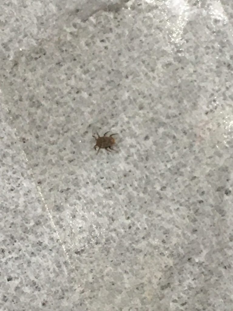 マダニ（7月／不明）