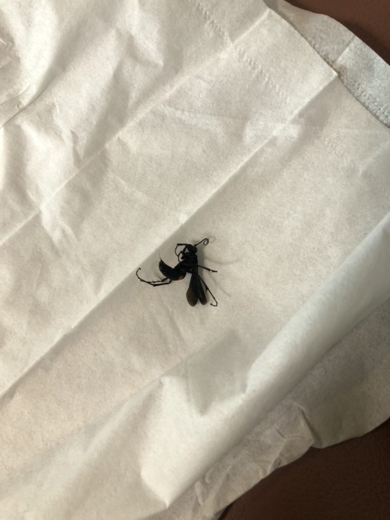 オオモンクロクモバチ(7月/石川県)