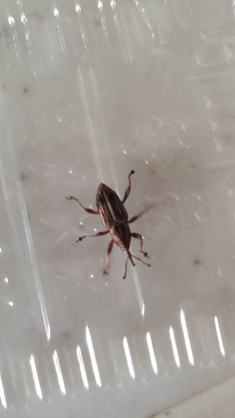 ゾウムシ(8月/沖縄県)