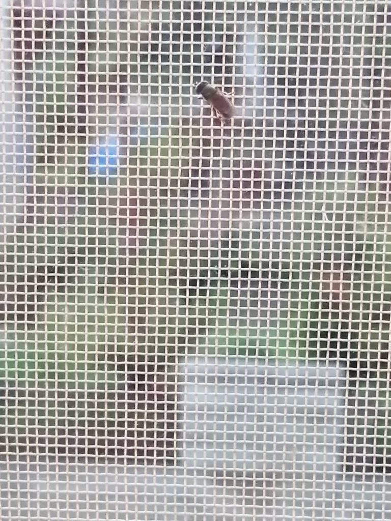 アメリカミズアブ(8月/北海道)