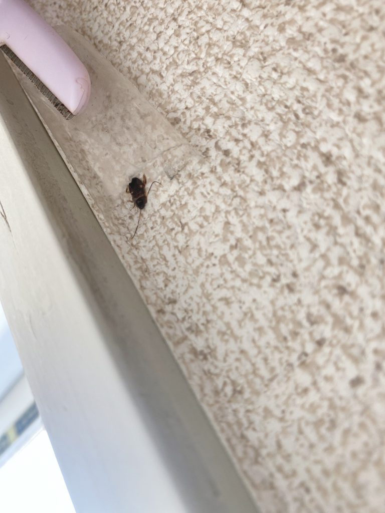 チャバネゴキブリ(8月/東京都)