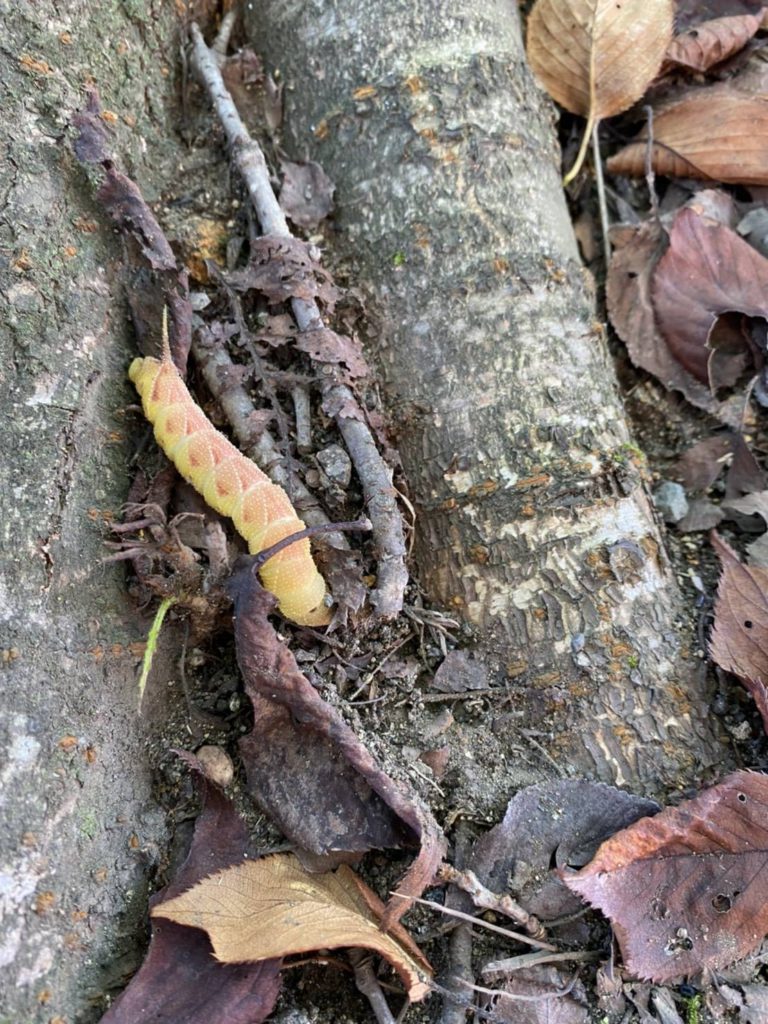 キイロスズメ（8月／栃木県）