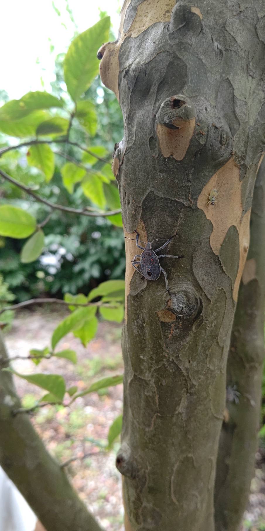 キマダラカメムシ（8月／岡山県）