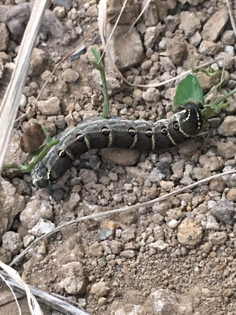 セスジスズメ（8月／東京都）