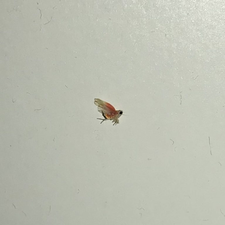 キウイヒメヨコバイ（8月／千葉県）