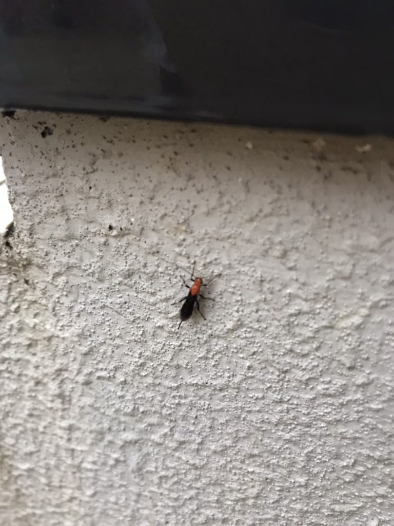 ムネアカトゲコマユバチ（8月／新潟県）