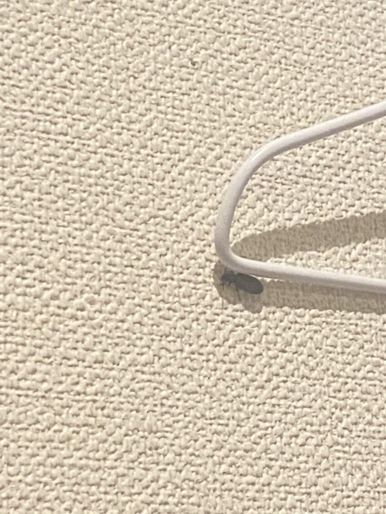 アラメヒゲブトハムシダマシ(8月/不明)